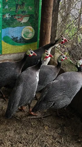 ANGOLAS ADULTAS - ARAÇOIABA DA SERRA