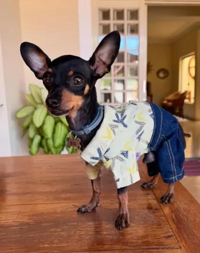 Pinscher 00 -Ideal  para apartamentos 