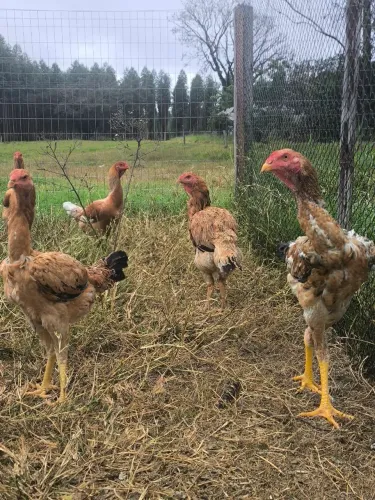 Galo Brahma, galinha índia,garnisé e peru