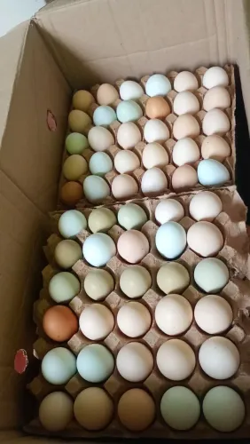 Vendo ovo de galinha caipira