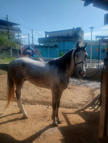 Cavalo mangalarga