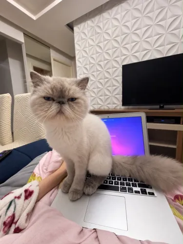 Gato Persa