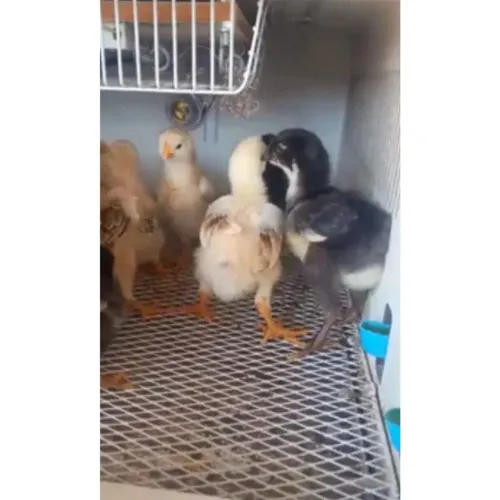 Filhotes de Galinha Sertaneja Balão