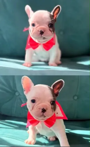 Adoção Responsável - French Bulldog 