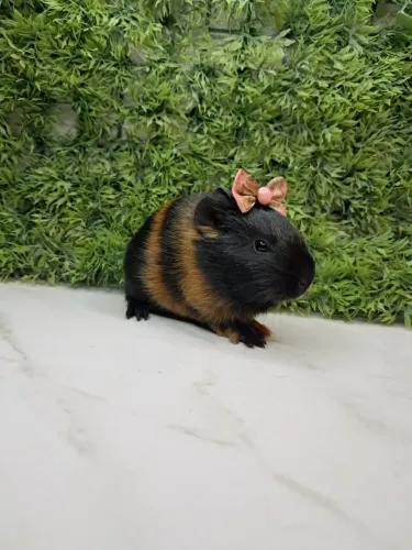 Porquinho da india