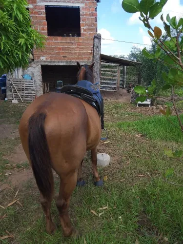 Cavalo de esquerda 6 anos 8000 mil vendo e troco