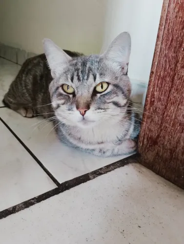 Doação de Gato LEIA A DESCRIÇÃO
