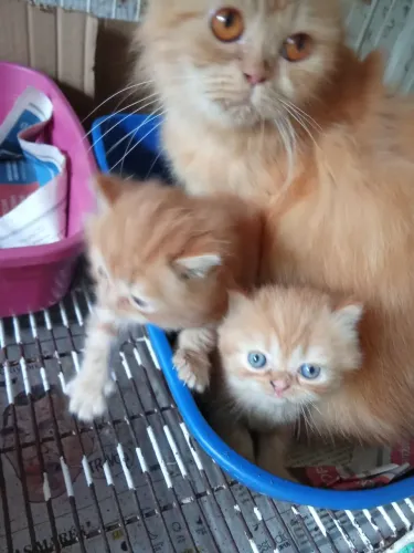 Vendo filhotes de gatos persas 