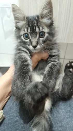 Gatinhos lindos pra adoção Responsável!