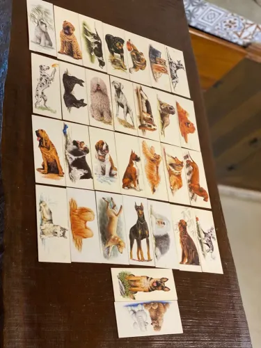 Coleção completa cards cães de raça Surpresa Nestlé