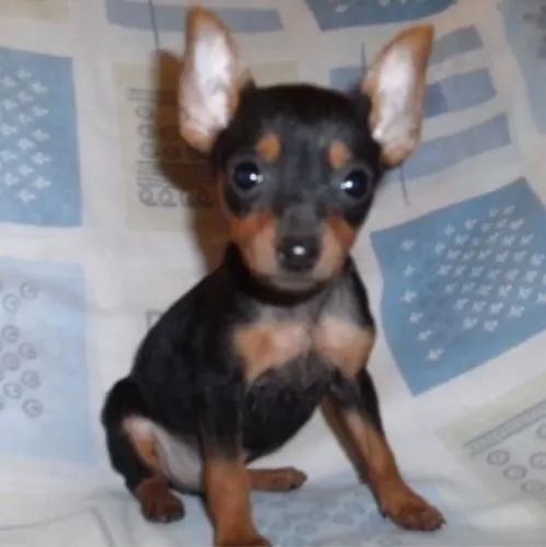 pinscher zero filhote femea