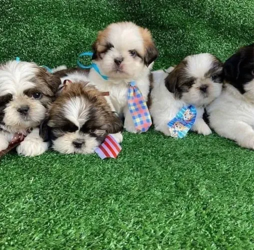 Shih Tzu Filhotinhos super fofos Pronta entrega até 12x no cartão