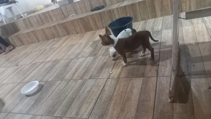Pitbull redinoso