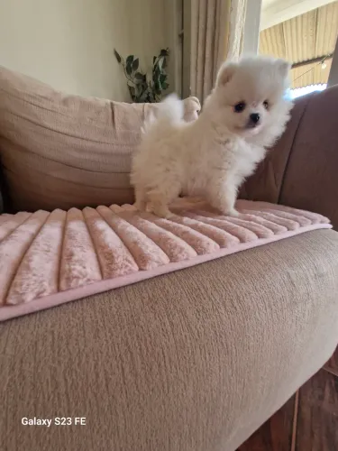 Fêmea lulu da Pomerânia Anão