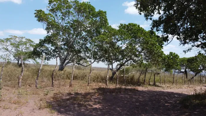 Vendemos uma FAZENDA/2.400 Hect- em Floresta -PE-muita água-Toda-pronta-preço p/hect.R$:1.