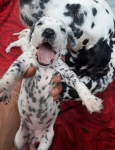 Dalmata lindíssimos filhotes