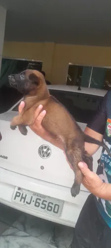 Aproveite tem só um filhote disponível  reserve  pra você seu filhote de malinois 