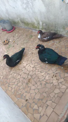 Patos a venda!