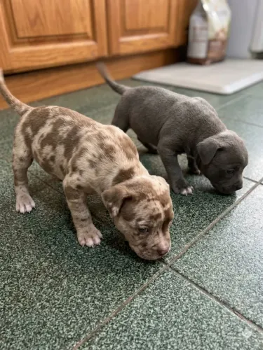 Filhotes de american Bully tri merli 