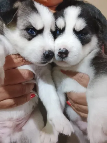 Husky 