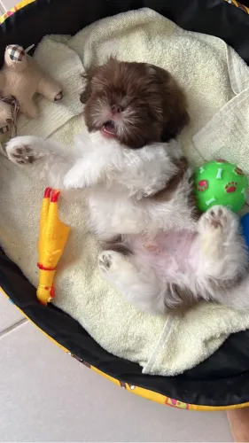 Vendo Schitzu 2 meses