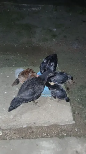 5 pintinhos