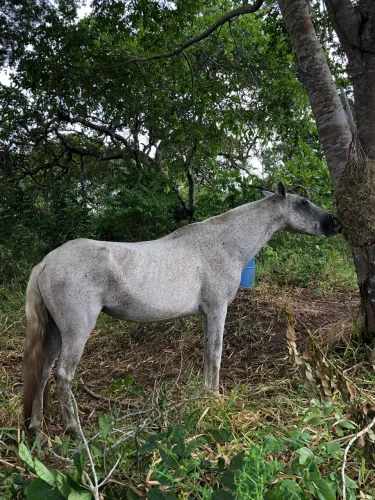 Égua mestiça de mangalarga adulta