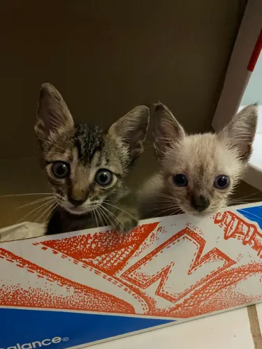 Gata Filhote
