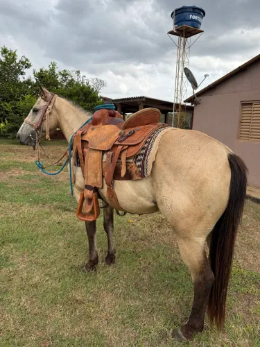 Cavalo Quarto de Milha