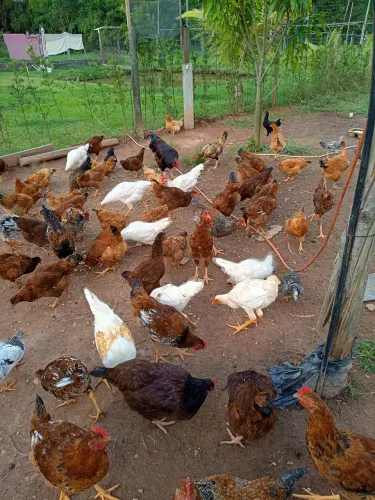 Vendo frangos caipira