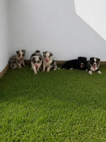 Vendo filhotes de Boder collie 