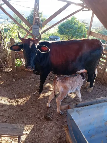 Vaca mestiça de Jersey com bezerra ao pé.