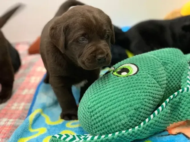 Filhotes de Labrador | Filhotes cheios de amor puro.