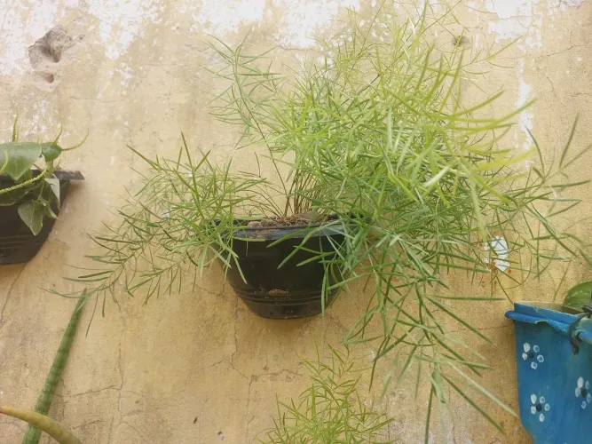 Planta alfinete
