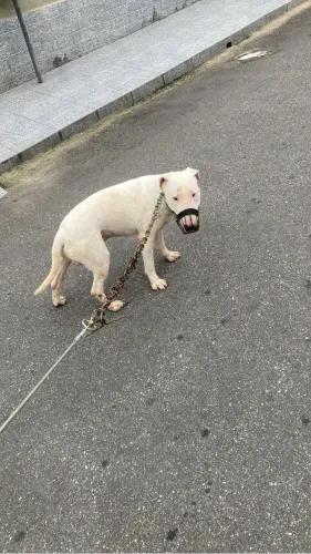 Bullterrier