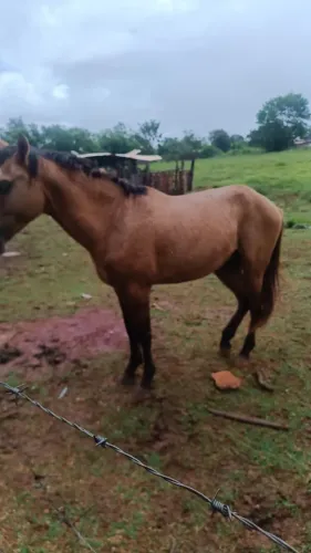 Vendo um cavalo raça comum