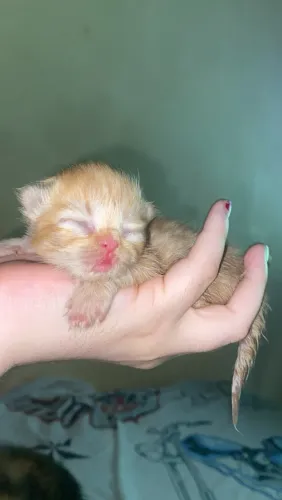 Gatos persa