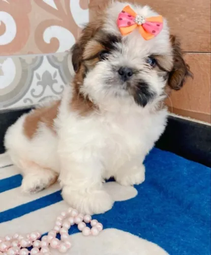 Filhotinhos shih tzu/shitzu saudável e brincalhão com contrato