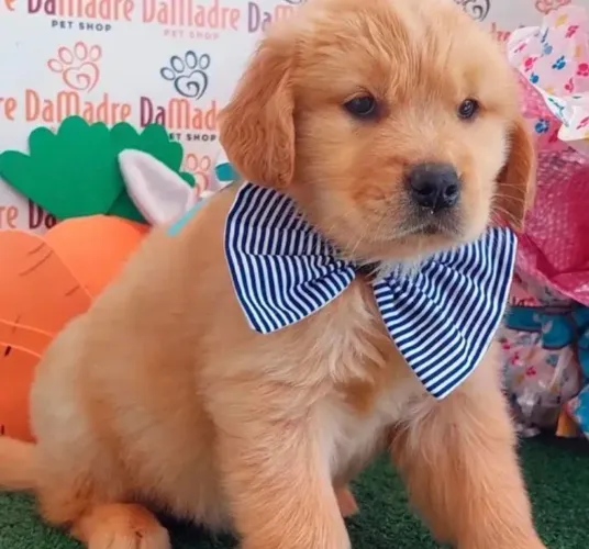 Golden Retriever - Filhote Carinhoso