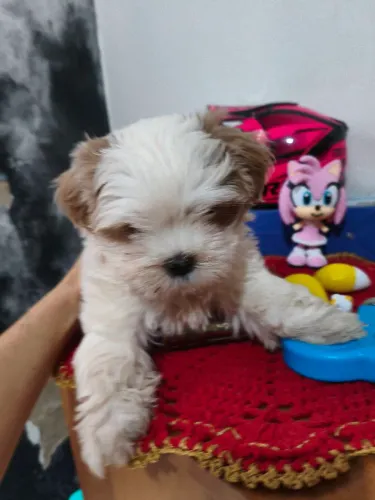 Shihtzu macho branquinho