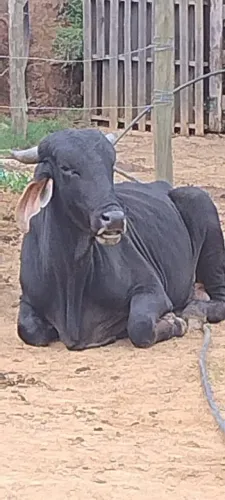 Lindo Touro novo de 3 anos.
