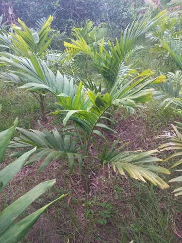 Mudas de palmeira veitchia