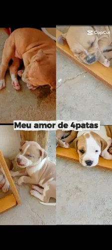 Filhotes bitbull