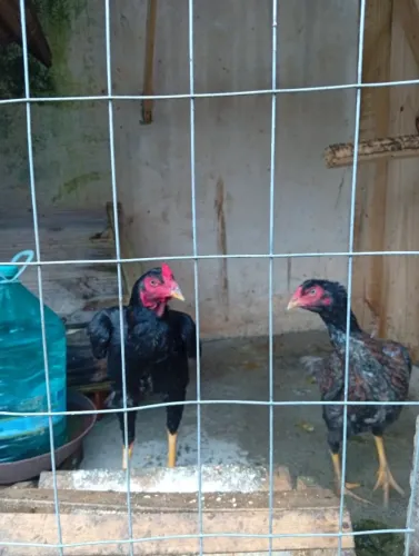 Galo e galinha