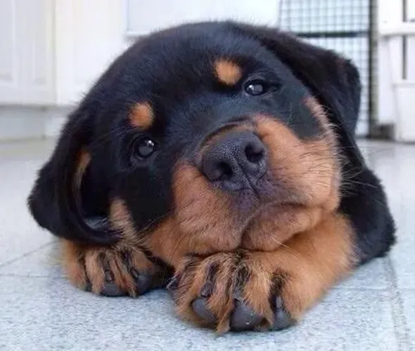 Baby rottweiler super dócil com contrato de compra e venda
