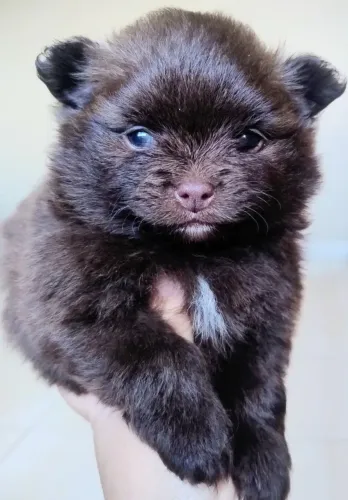 Spitz alemão anão (Lulu da Pomerânia)