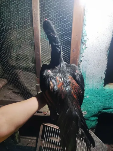 Galo