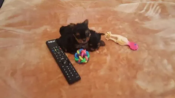 Yorkshire Terrier - Seu novo melhor amiguinho está aqui!