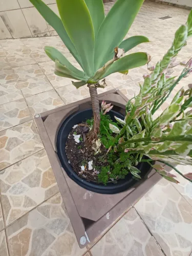 Vaso de Rodinhas com Planta Agave atenuada