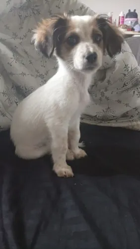 Amor de quatro patas?